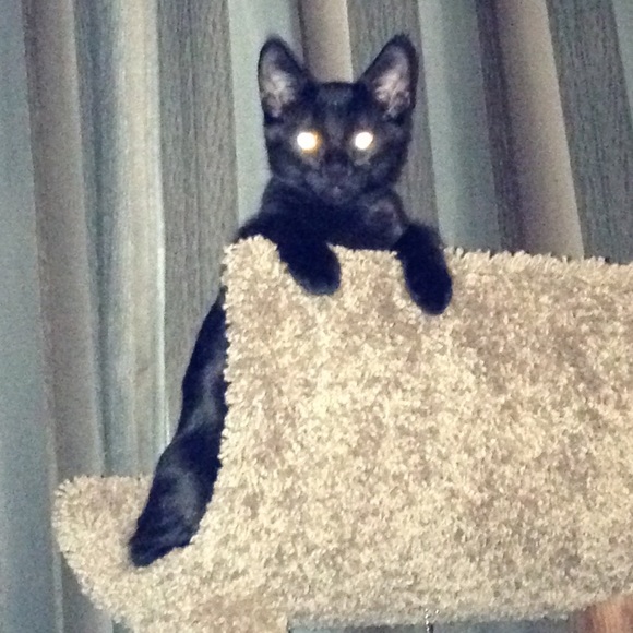 Meet your Posher, Cyndie - Picture 1 of 1